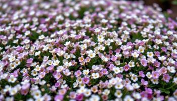 close up view of alyssum carpeting a garden bed with tiny, fragrant white and purple flowers. photo