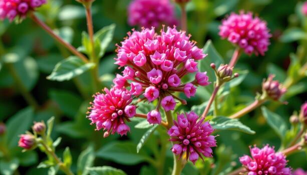close up view of globe amaranth flowers forming compact, round blossoms in shades of magenta. photo