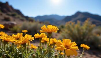 close up view of desert marigolds blooming under intense sunlight with golden petals. photo
