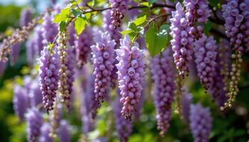 close up view of wisteria draping gently from tree branches in cascading clusters. photo