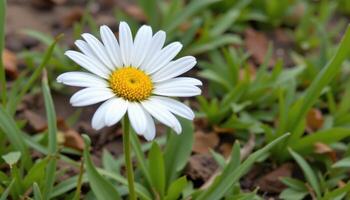 close up view of a white daisy with a golden center standing tall against a blurred background of soft grass and soil. photo