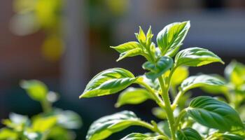 close up view of a basil plant with tender green leaves releasing aromatic oils under sunlight. photo