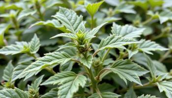 close up view of catnip growing freely in a herb patch with jagged leaves and soft fuzz. photo