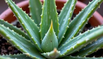 close up view of an aloe vera plant with thick, gel filled leaves edged with soft spikes. photo