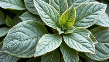 close up view of sage leaves with a soft, velvety texture and muted green coloration. photo