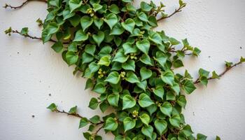 close up view of creeping fig clinging to a vertical wall in tight clusters of leaves. photo