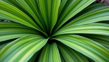close up view of clivia leaves fanning out in smooth, rich green lines. photo