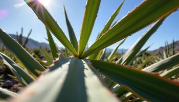 close up view of yucca leaves forming sharp lines and geometric beauty under a desert sun. photo