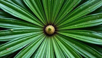 close up view of umbrella plant leaves fanning out in radial symmetry. photo