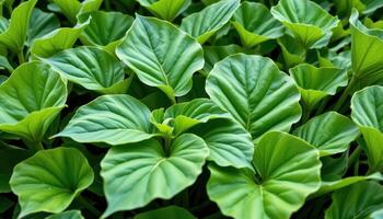 close up view of broad leaved dock leaves overlapping in lush wetland. photo