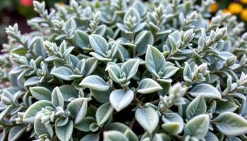 close up view of a sage plant with soft, fuzzy leaves in muted green tones spreading across a herb garden. photo
