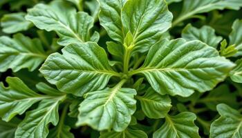 close up view of arugula with deeply lobed leaves and a peppery scent. photo