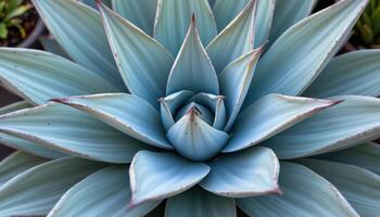 close up view of an agave plant's architectural form with thick, pointed leaves arranged in symmetry. photo