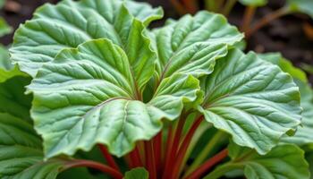 close up view of rhubarb leaves stretching wide above thick, colorful stems. photo