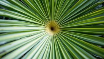close up view of a fan palm's radial leaves spreading in a perfect circle with vibrant green energy. photo