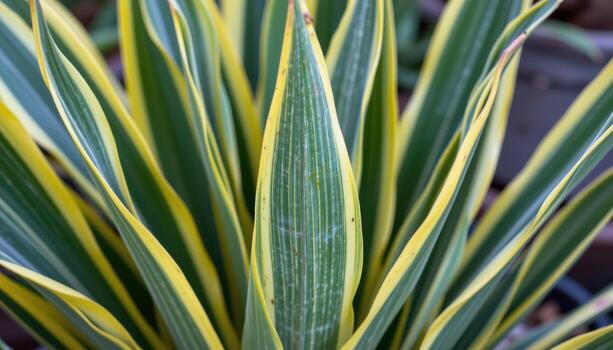 close up view of a snake plant with upright sword shaped leaves outlined with golden yellow edges. photo
