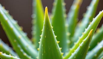 close up view of aloe vera spikes filled with healing gel, their tips catching soft light. photo