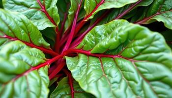 close up view of swiss chard with bright red stems contrasting its large green leaves. photo
