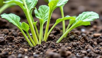 close up view of radish greens growing rapidly above the soil with fine hairs on their stems. photo
