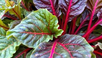 close up view of chard leaves with bold red and yellow stems supporting green foliage. photo