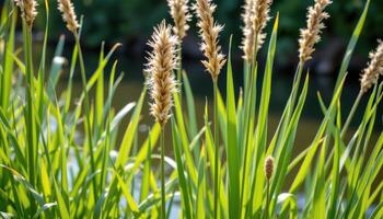 close up view of papyrus reeds growing upright near the water's edge with fan like tops. photo