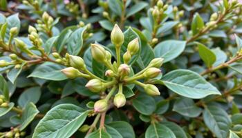close up view of new buds forming at the nodes of a thriving green shrub. photo