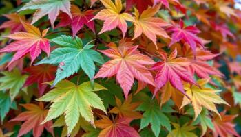 close up view of maple tree leaves changing color from green to vivid autumn hues. photo