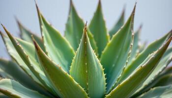 close up view of agave leaves arranged in sharp geometric symmetry with pointed tips. photo