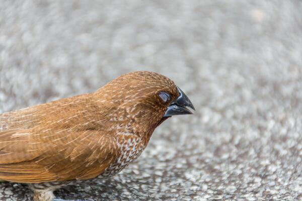 A brown bird with a black beak sitting on a concrete surface