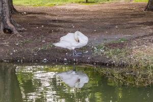 A white swan is standing on the shore of a pond photo
