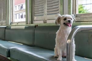 A small dog sitting on a bench in front of a window photo