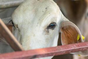 A cow with a yellow tag on its ear photo