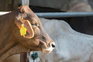 A cow with a tag on its ear photo