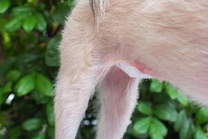 A dog with a white collar standing on a wooden table photo