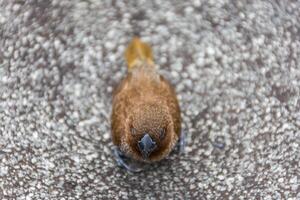 A bird sitting on a table photo
