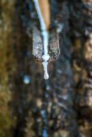 A water dripping from a tree trunk photo