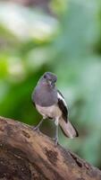 A gray and white bird is standing on a branch photo