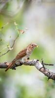 A brown and white bird sitting on a branch photo