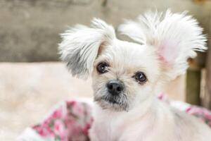 A small white dog with a flower on its head photo