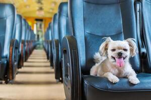 A small white dog sitting on a seat in a train photo