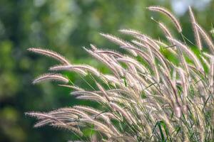 A close up of some tall grass with green trees in the background photo