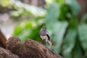 A small bird is standing on a tree branch photo