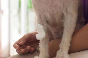 A dog with a bandage on its paw photo