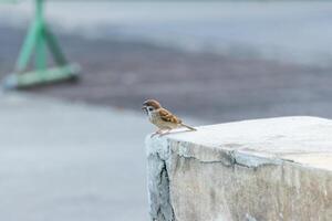 A small bird is sitting on a cement ledge photo