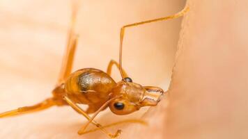 An ant is crawling on a person's hand photo