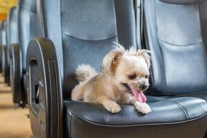 A small dog sitting on a seat in an airplane photo