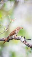 A brown bird sitting on a branch with a leaf in its mouth photo
