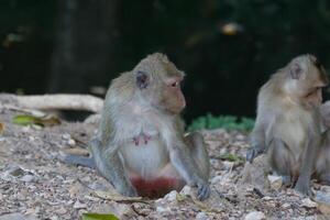 Two monkeys sitting on the ground photo