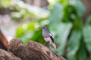 A small gray and white bird is standing on a tree branch photo