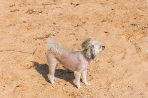 A small dog standing on a sandy beach photo